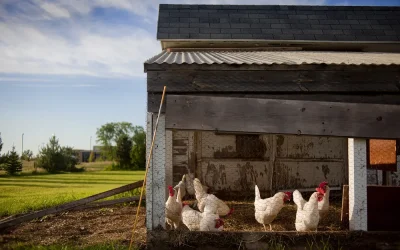 Top Tips for Healthy Poultry Management