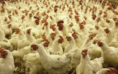 Essential Steps for Successful Poultry