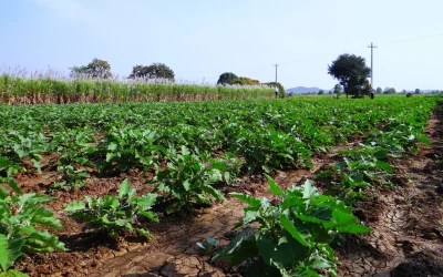 Top Sustainable Practices For Modern Day Farmers
