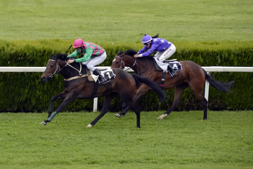 sport-animal-pasture-horse-speed-equestrian-552096-pxhere.com