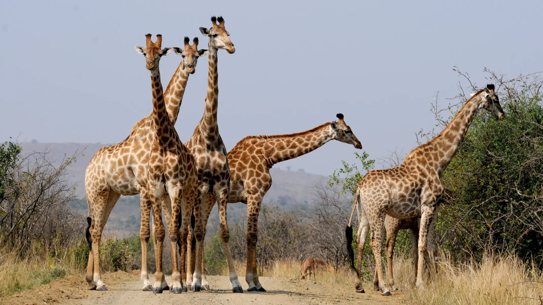 adventure-wildlife-pattern-mammal-national-park-fauna-697292-pxhere.com
