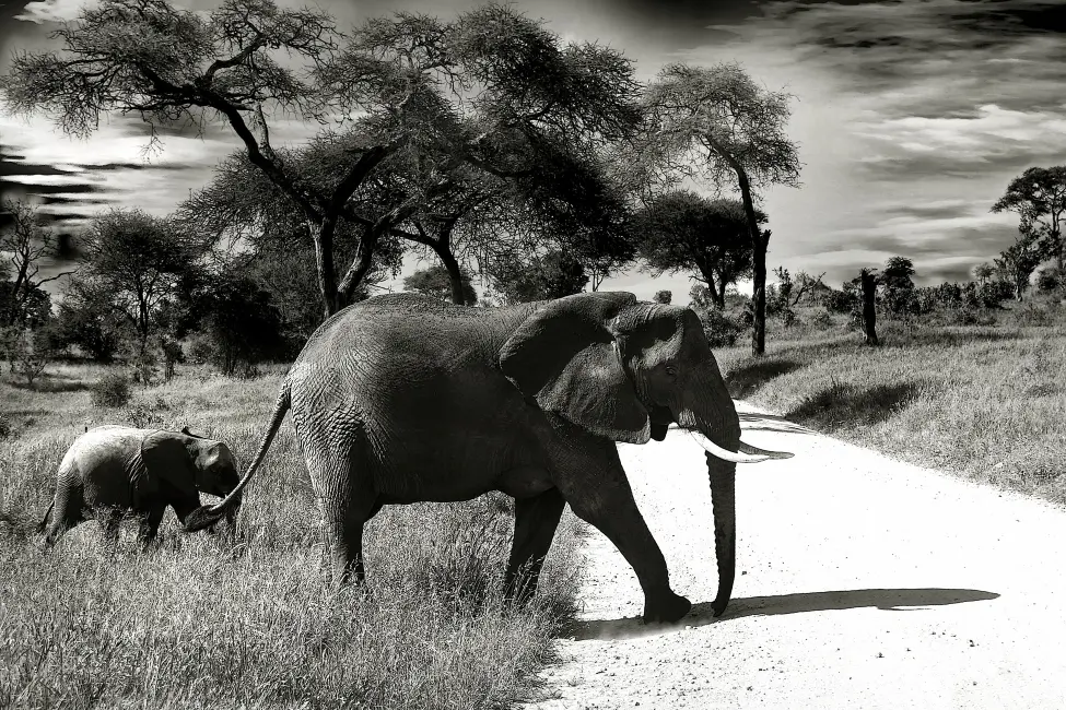 landscape-nature-wilderness-black-and-white-sky-animal-747801-pxhere.com