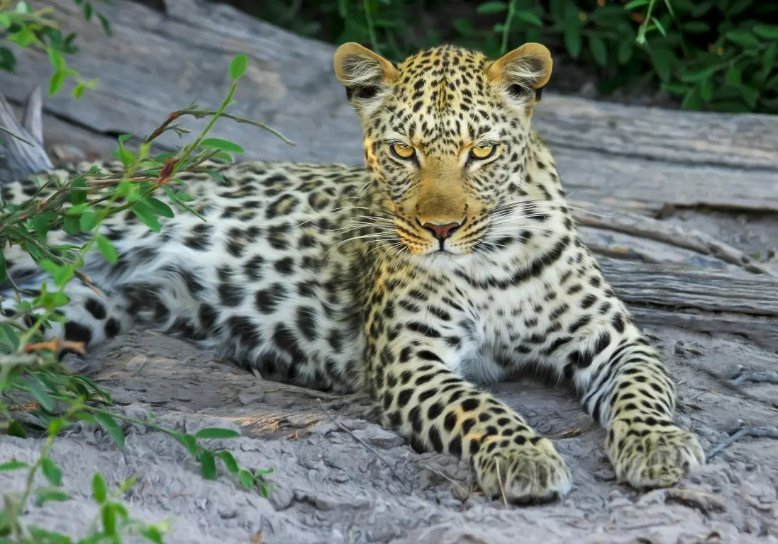nature-wilderness-wildlife-zoo-cat-africa-775334-pxhere.com
