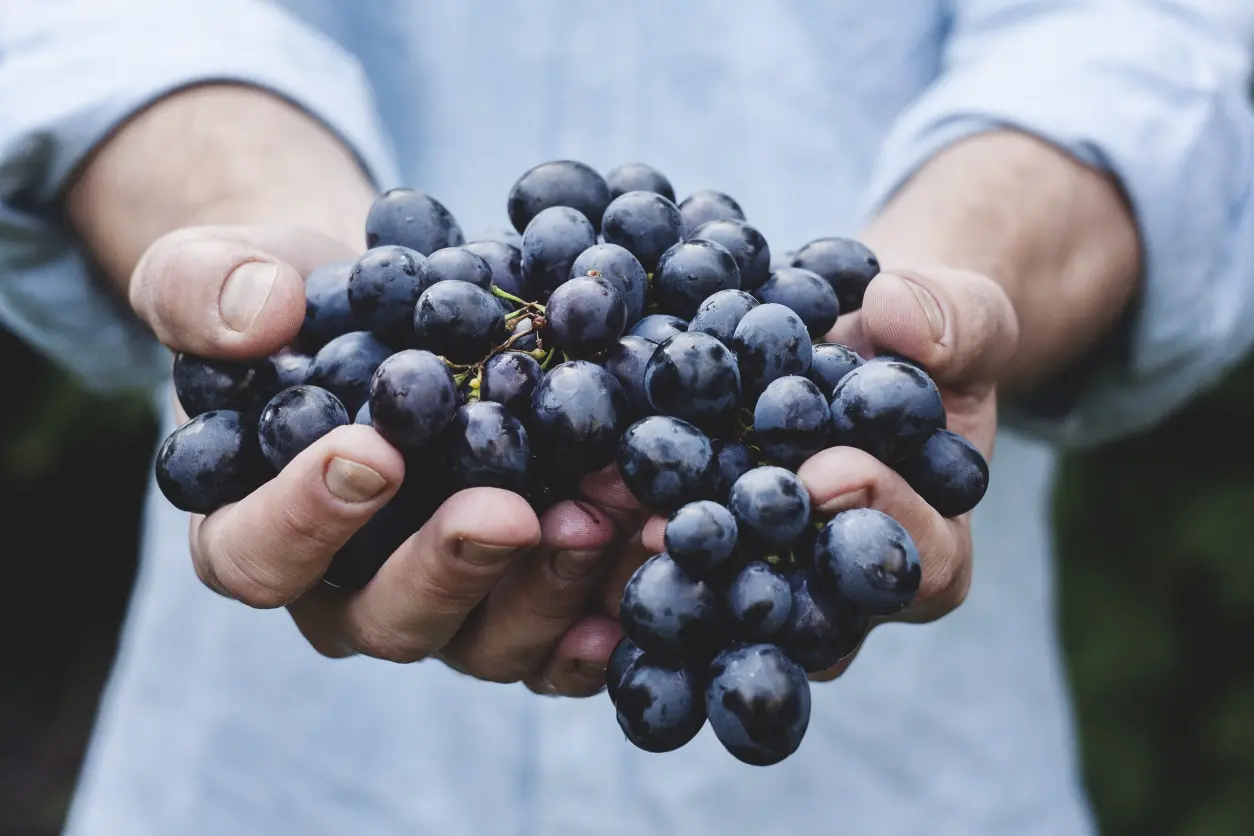 person-plant-grape-bunch-fruit-berry-745906-pxhere.com