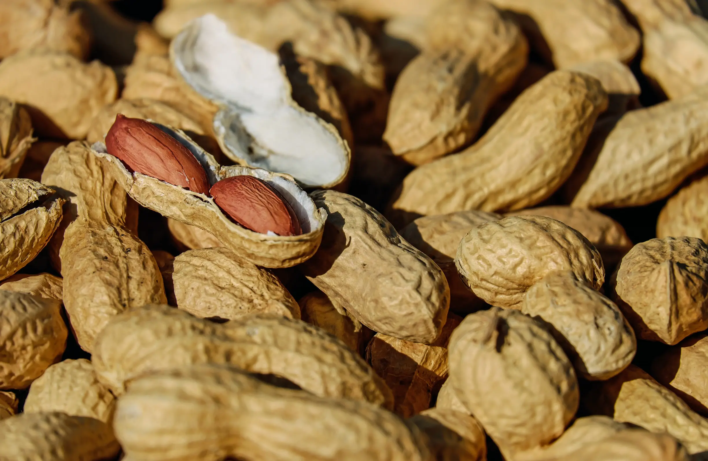 plant-wood-fruit-food-produce-autumn-793748-pxhere.com
