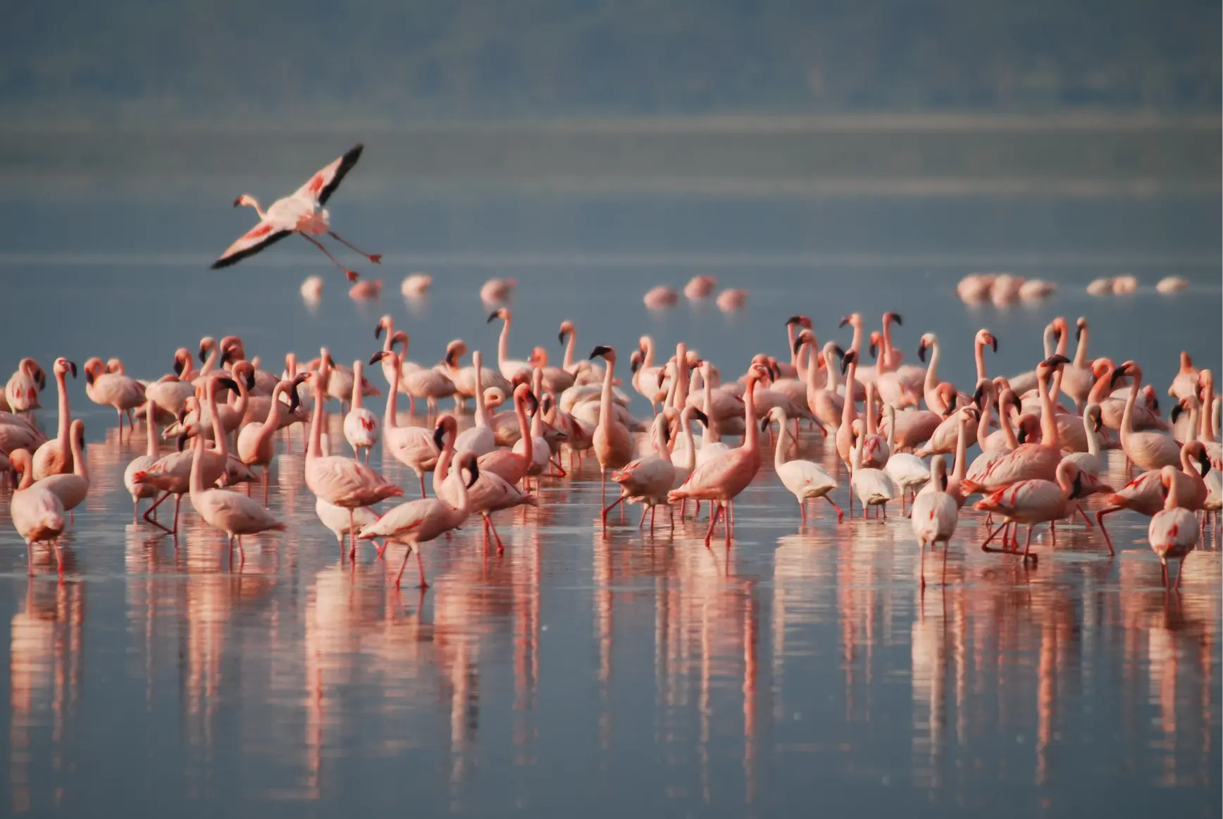 water-nature-bird-group-lake-animal-835794-pxhere.com